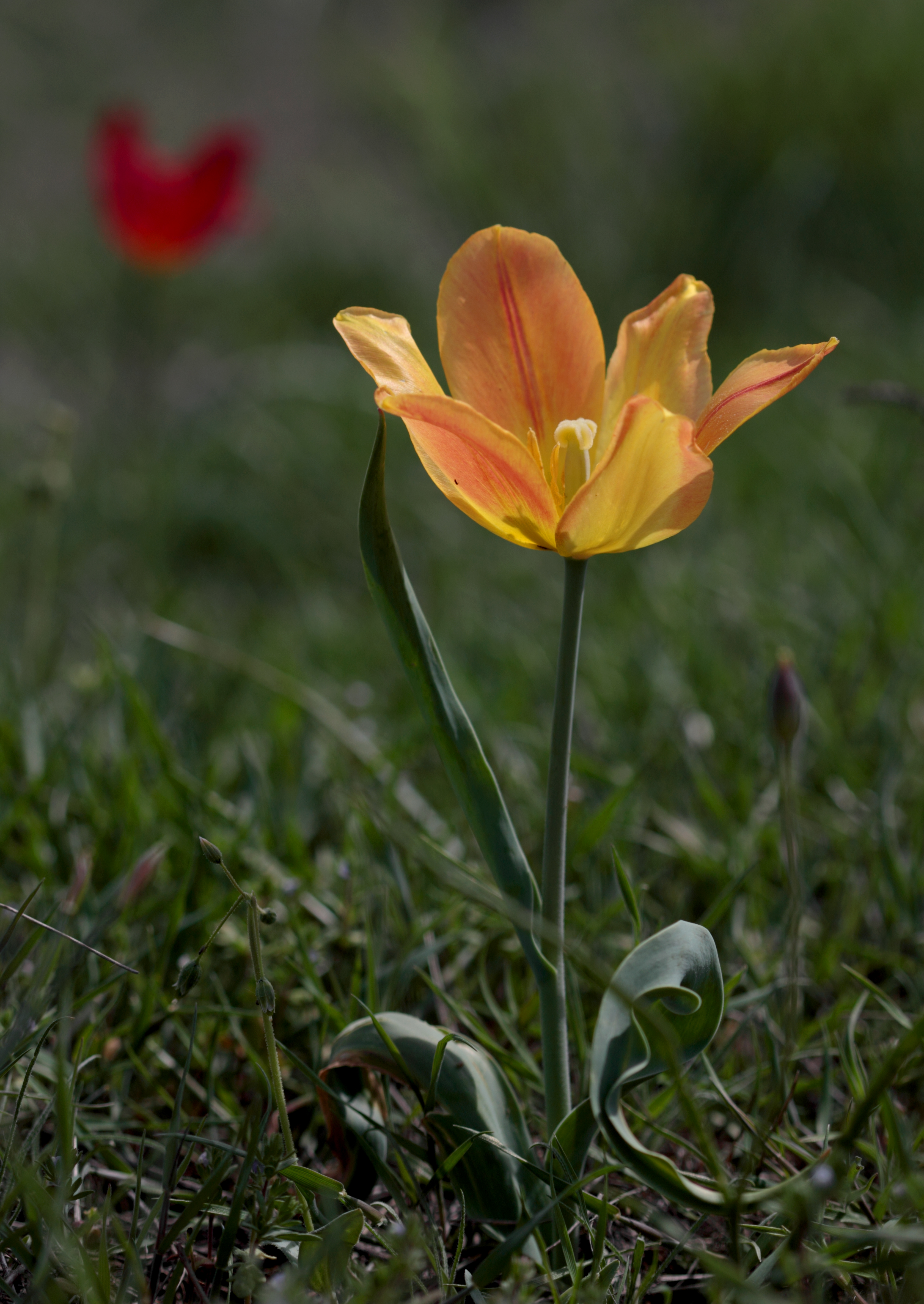 Тюльпан Александра Фото