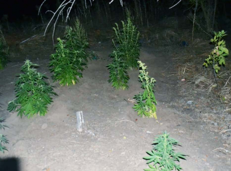 Поймали при сборе конопли в грузии легализована марихуана