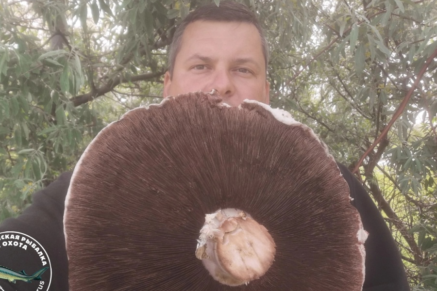 В Астраханской области нашли гигантский гриб