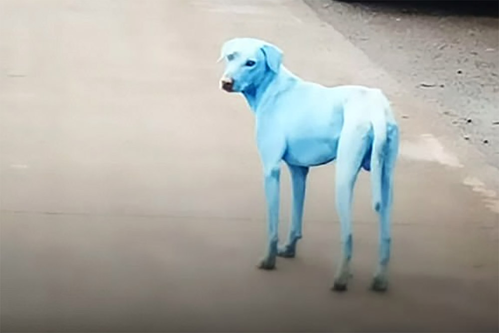 собака с голубой шерстью