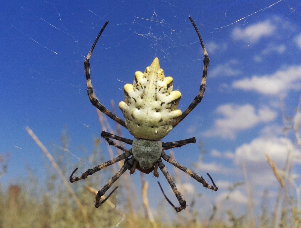 Астраханцам рассказали, какие виды пауков обитают в регионе | Радиостанция  «Южная Волна»