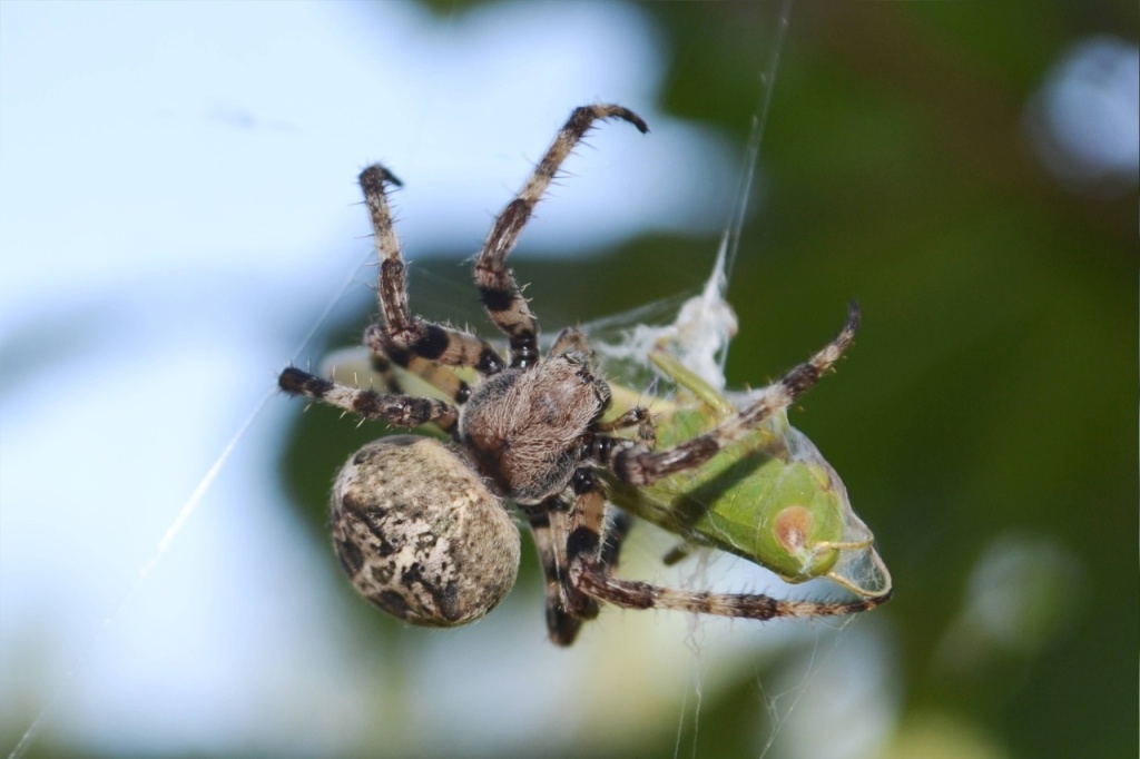 Астраханцам рассказали, какие виды пауков обитают в регионе | Радиостанция  «Южная Волна»